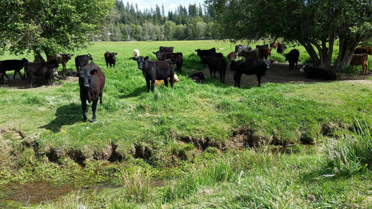 Angus calves on a grass pasture.