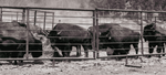 Lone Crow Ranch
